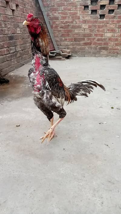 Thai aseel/ Pakistani aseel/ shamo aseel. . . read full add