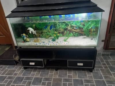 Fish Aquarium