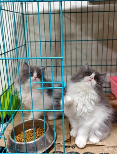 Extreme quality Persian or hamalayan pure breed triple coated  kittens