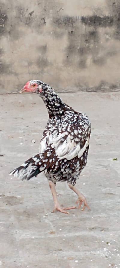 hens for sale with handsome amount