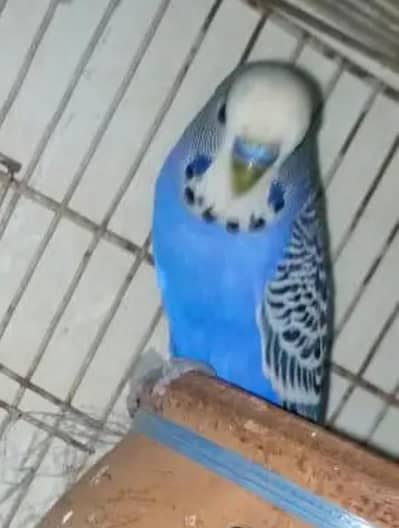 parrot budgie cage for sale