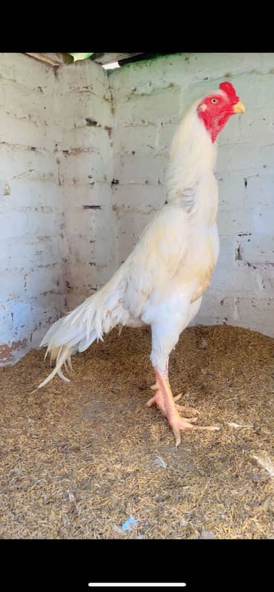 KING SHAMOO | WHITE SHAMOO | Heera ASEEL | PEPPER WHITE SHAMOO