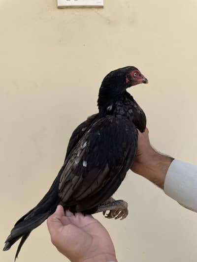 Aseel lassani muskha Murgi