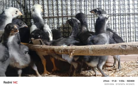 Shamo , Thai , dragon.