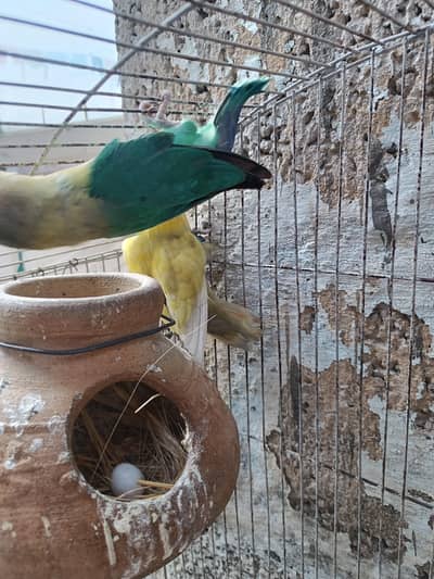 Love birds pair. . . . .