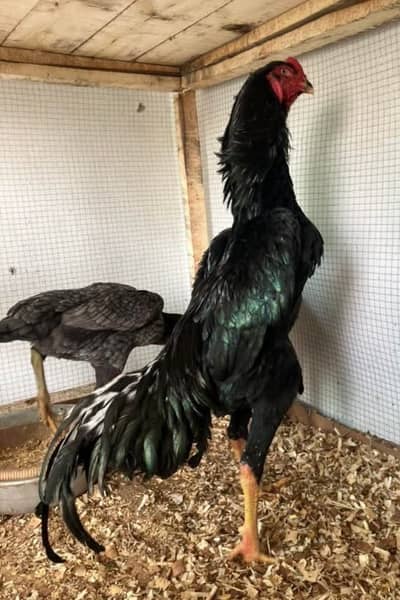 Shamo. . aseel. . . parrot beak. . . and facny