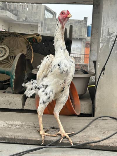 Turkish hint aseel hen high quality