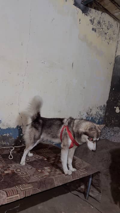 Huskey log court age 10 month