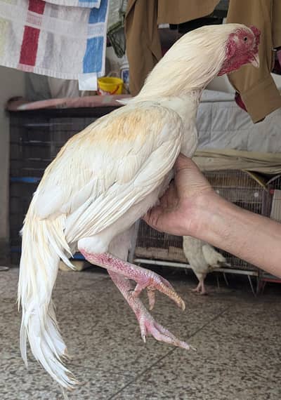 Quality Aseel male and females