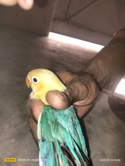 par blue offline op line Latino personata one pair 2000