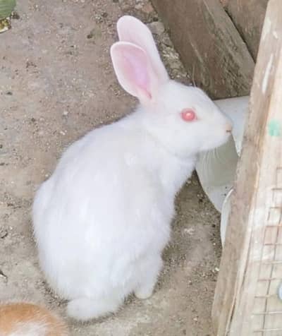 Cute Rabbits Available | Different ages| Home breed