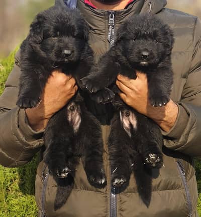 show quality german shepherd puppies long coat