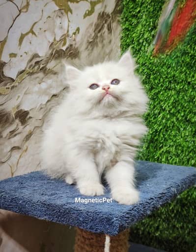 pairsian male  and female kitten available for sale