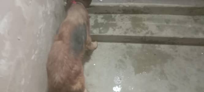 German shepherd female