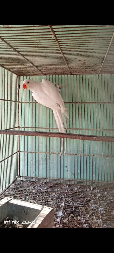 white ring neck male