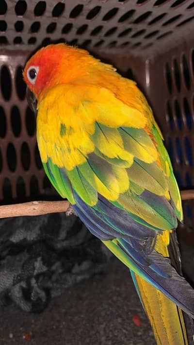 sun conure parrot