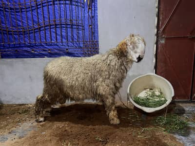 Chatra bakra