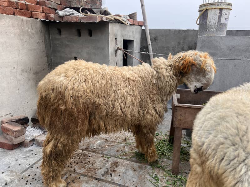 Chatra bakra 1