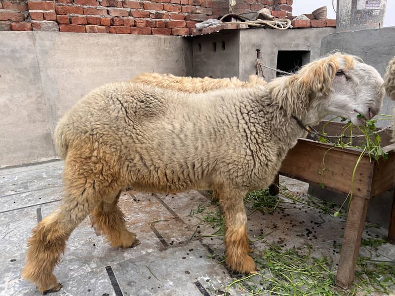 Chatra bakra 2