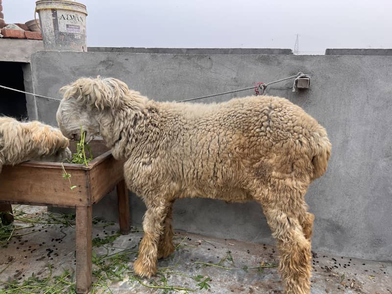 Chatra bakra 3