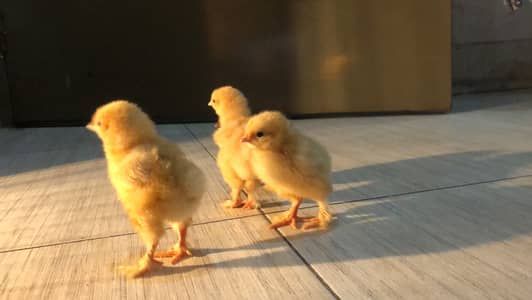 Golden heavy buff chicks