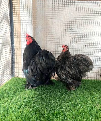 Bantam pair and males