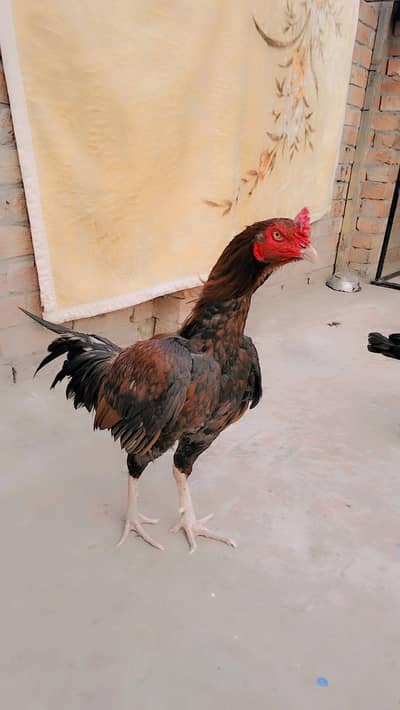 Urgent for sale Aseel lakha murga