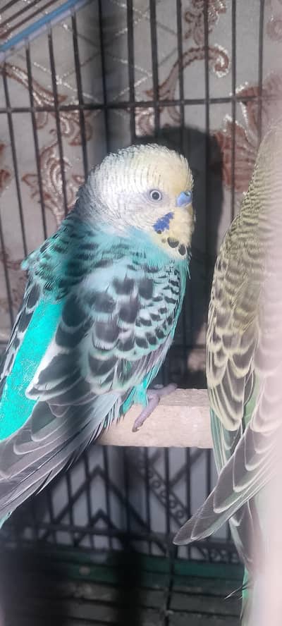 Rainbow Australian parrot Male