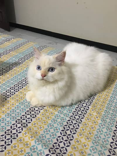 Persian Cat