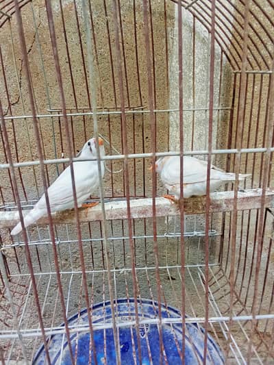 mutation Finch's pair Available for sale