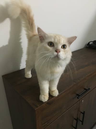 Persian Cat 3