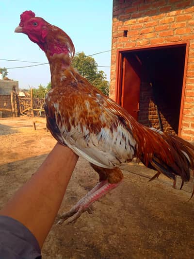 fita vala murga sall number 03269664535