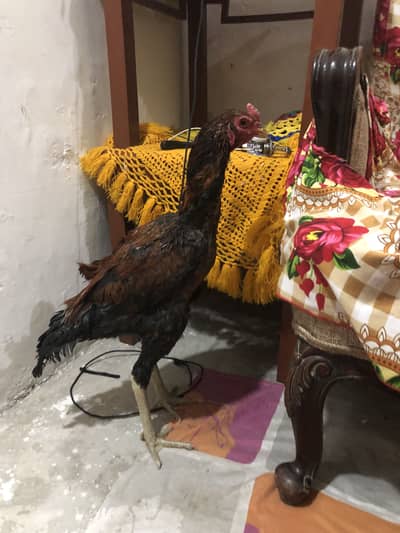 Pokey+burmi cross 0370(7792(872)