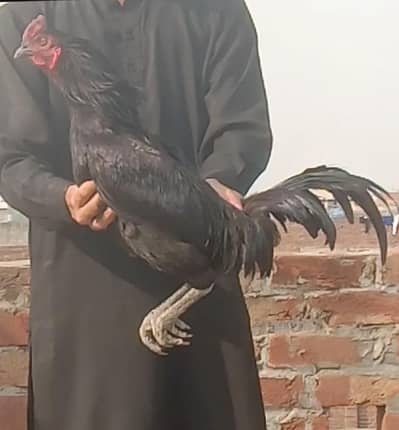 Thai x burmi male/ Thai cross female  03211417551 whatsapp