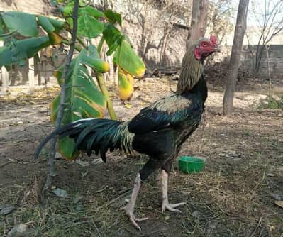 All 5 Aseel For Sale