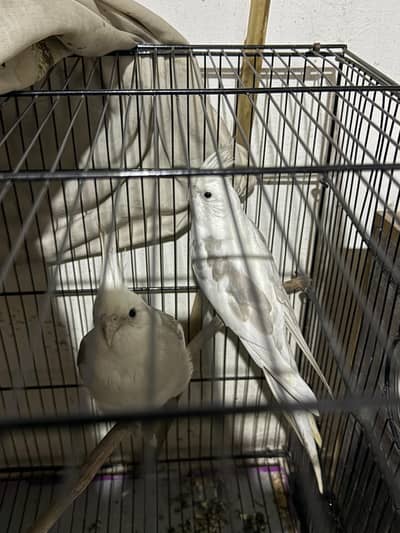 V pied cockatiel adult egg laying pair