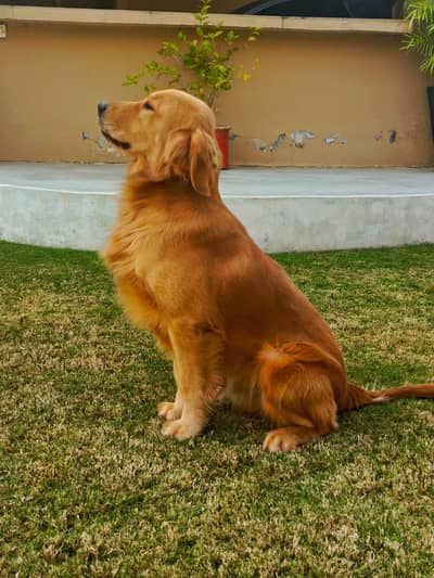 Golden retriever puppies available
