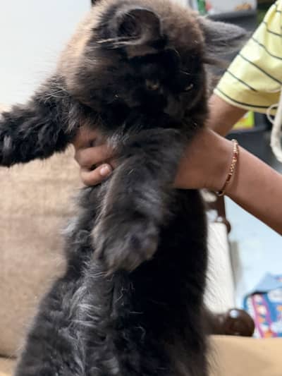 Black triple coated cat