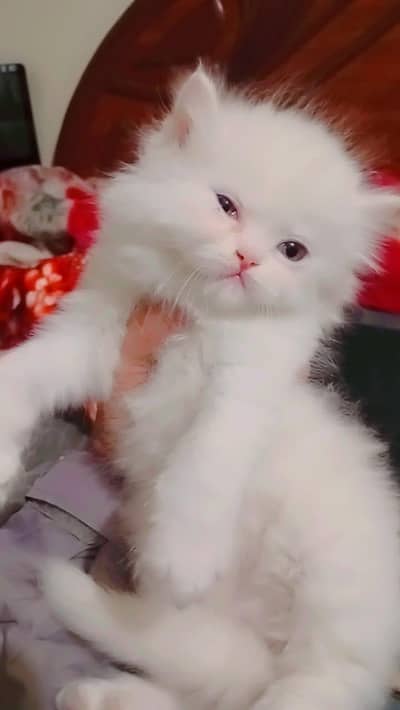 Persian kitten