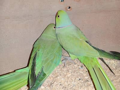 green ringneck breeder pairs