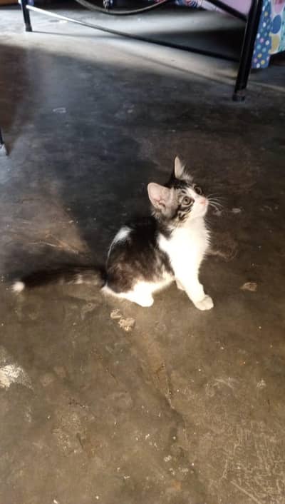 Persian female and Turkish angora male