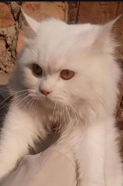 male cat aveleble for miting prosiss