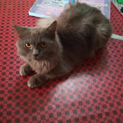 Adorable Home Pet Cat Available