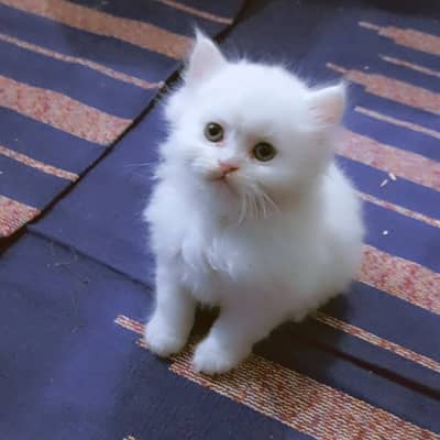Cute persian cat baby