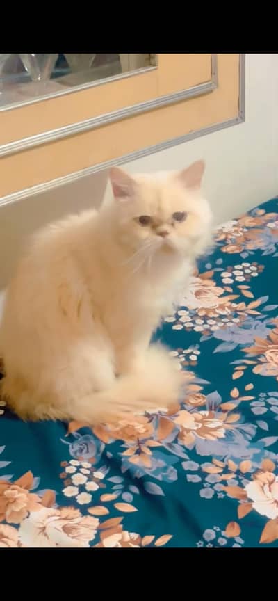 Punch face Male Cat For Sale 