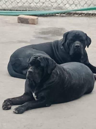 Cane Corso puppies  male and female