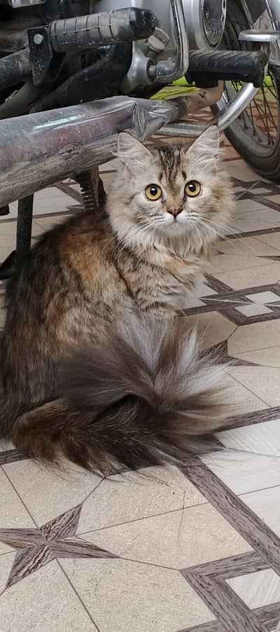 Persian Kitten