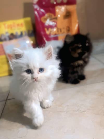 A pair of beautiful Fluffy hair Persian kittens [03288727827]