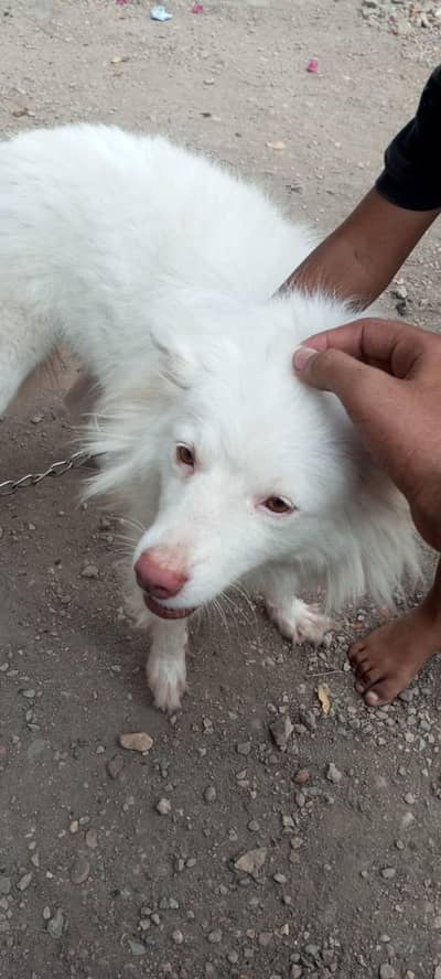 jis Bhai ko parchace karni ho wo hi contact Kary plizzz