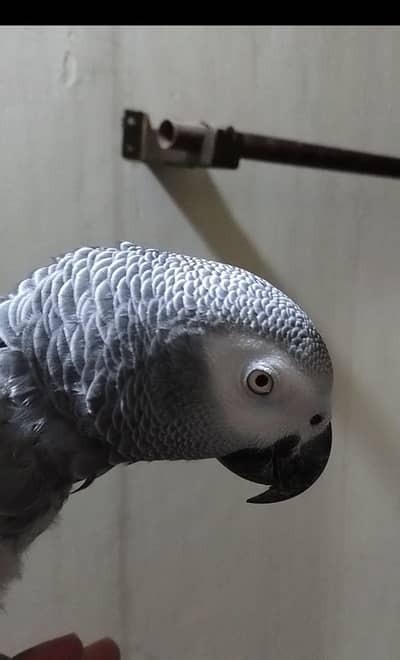 African Grey Jambo Size Sale